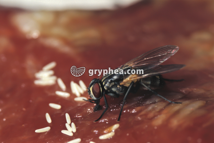 Mouche - oeufs  - gryphea.com